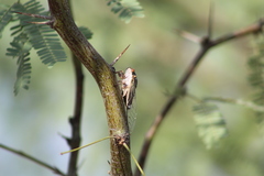 Diceroprocta semicincta