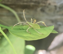 Chondrocera laticornis