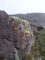 Stegolepis guianensis