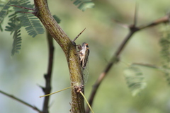 Diceroprocta semicincta