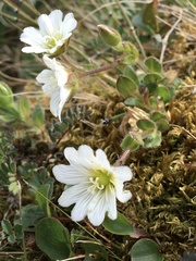 Cerastium nigrescens