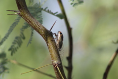 Diceroprocta semicincta