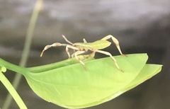 Chondrocera laticornis