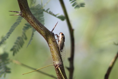 Diceroprocta semicincta