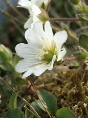 Cerastium nigrescens