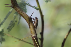 Diceroprocta semicincta