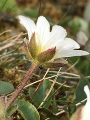 Cerastium nigrescens