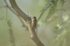 Diceroprocta semicincta