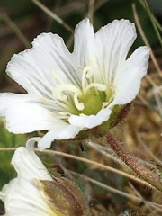 Cerastium nigrescens