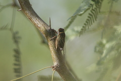 Diceroprocta semicincta