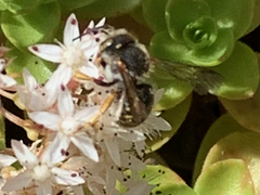 Anthidium oblongatum