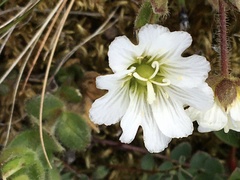 Cerastium nigrescens