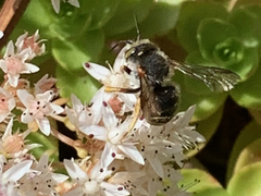 Anthidium oblongatum