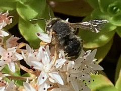 Anthidium oblongatum