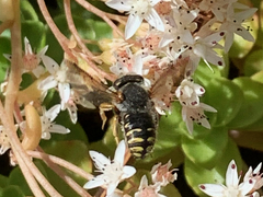 Anthidium oblongatum