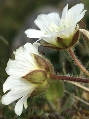Cerastium nigrescens