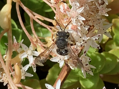 Anthidium oblongatum