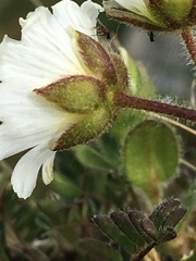 Cerastium nigrescens