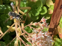 Anthidium oblongatum