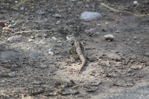 Desert Spiny Lizard