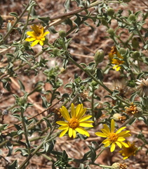 Heterotheca polothrix