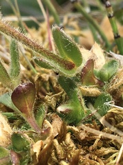Cerastium nigrescens