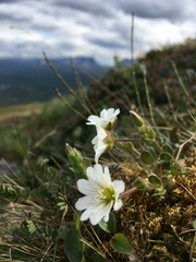 Cerastium nigrescens