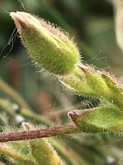Cerastium nigrescens