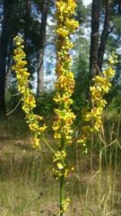 Verbascum nigrum