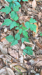 Toxicodendron radicans image
