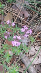 Thymus serpyllum