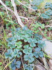 Oxalis strigosa