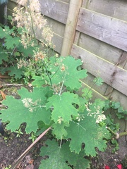 Macleaya