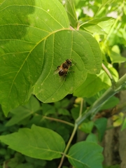 Eristalis tenax