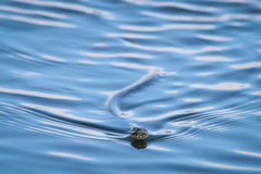 Nerodia sipedon williamengelsi