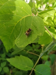 Eristalis tenax