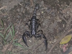 Deccanometrus bengalensis