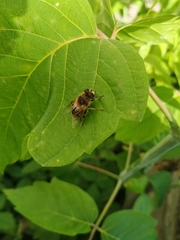 Eristalis tenax