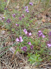Thymus serpyllum