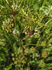 Graphosoma italicum