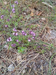 Thymus serpyllum