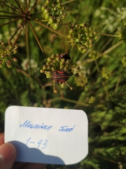 Graphosoma italicum