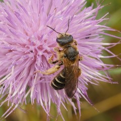 Halictus quadricinctus