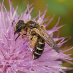 Halictus quadricinctus