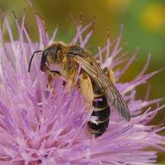 Halictus quadricinctus