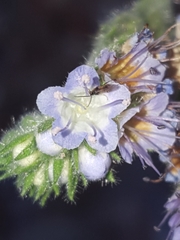 Phacelia rupestris