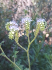 Phacelia rupestris