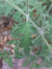 Phacelia rupestris
