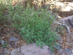 Phacelia rupestris
