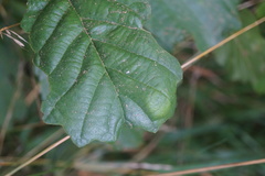 Taphrina sadebeckii